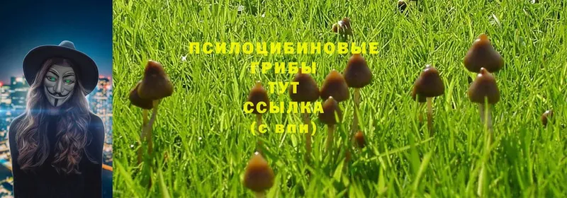 Галлюциногенные грибы Cubensis Дальнереченск